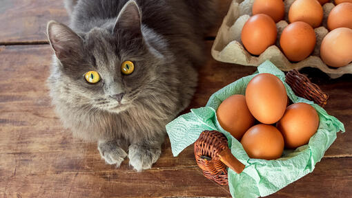 Safe treats for sales cats